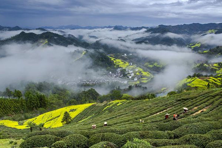 黄山六安瓜片基地