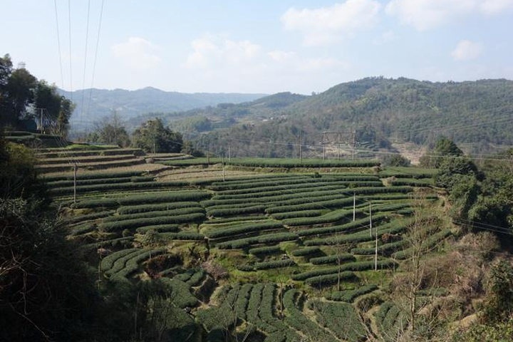 太姥山白茶基地